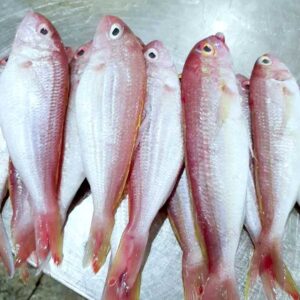 Alternative view of Cá đổng