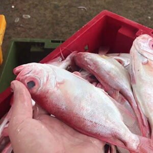 Alternative view of Cá mắt kiếng