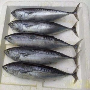 Alternative view of Cá ngừ bông