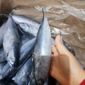 Alternative view of Cá ngừ ồ