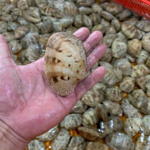 Alternative view of Ngao hai cồi