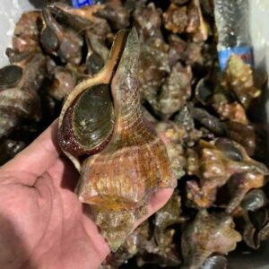 Alternative view of Ốc đỏ