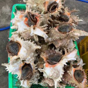 Alternative view of Ốc gai trắng