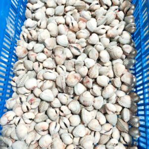 Alternative view of Sò huyết