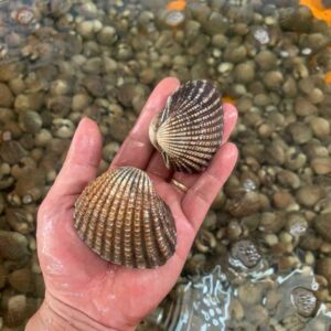 Sò huyết (sống)