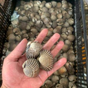 Alternative view of Sò huyết (sống)