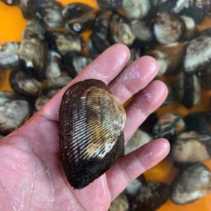 Alternative view of Sò lông