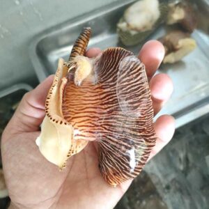 Alternative view of Thịt ốc giác