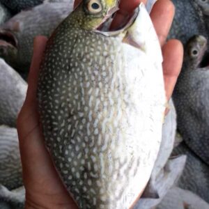 Alternative view of Cá dìa