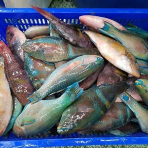 Alternative view of Cá mó xanh