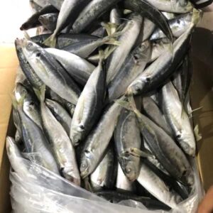 Alternative view of Cá nục