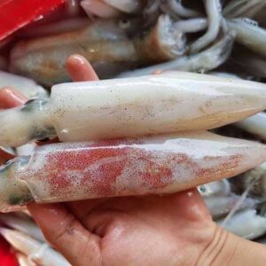 Alternative view of Mực ống