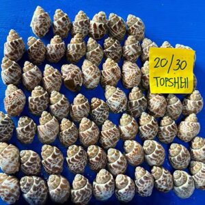 Alternative view of Ốc hương