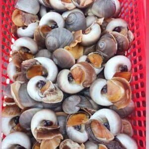 Alternative view of Ốc mỡ